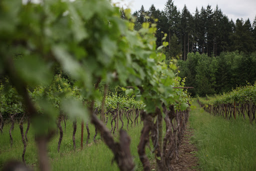 Alexeli Vineyard + Winery - Thumbnail