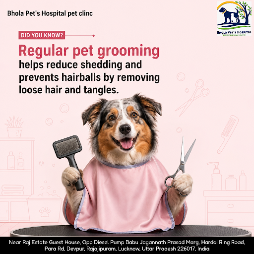 Bhola Pet's Hospital is your trusted pet clinic offering top-quality veterinary care, pet groomin… post image