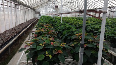 Photos of Corso's Flower & Garden Center