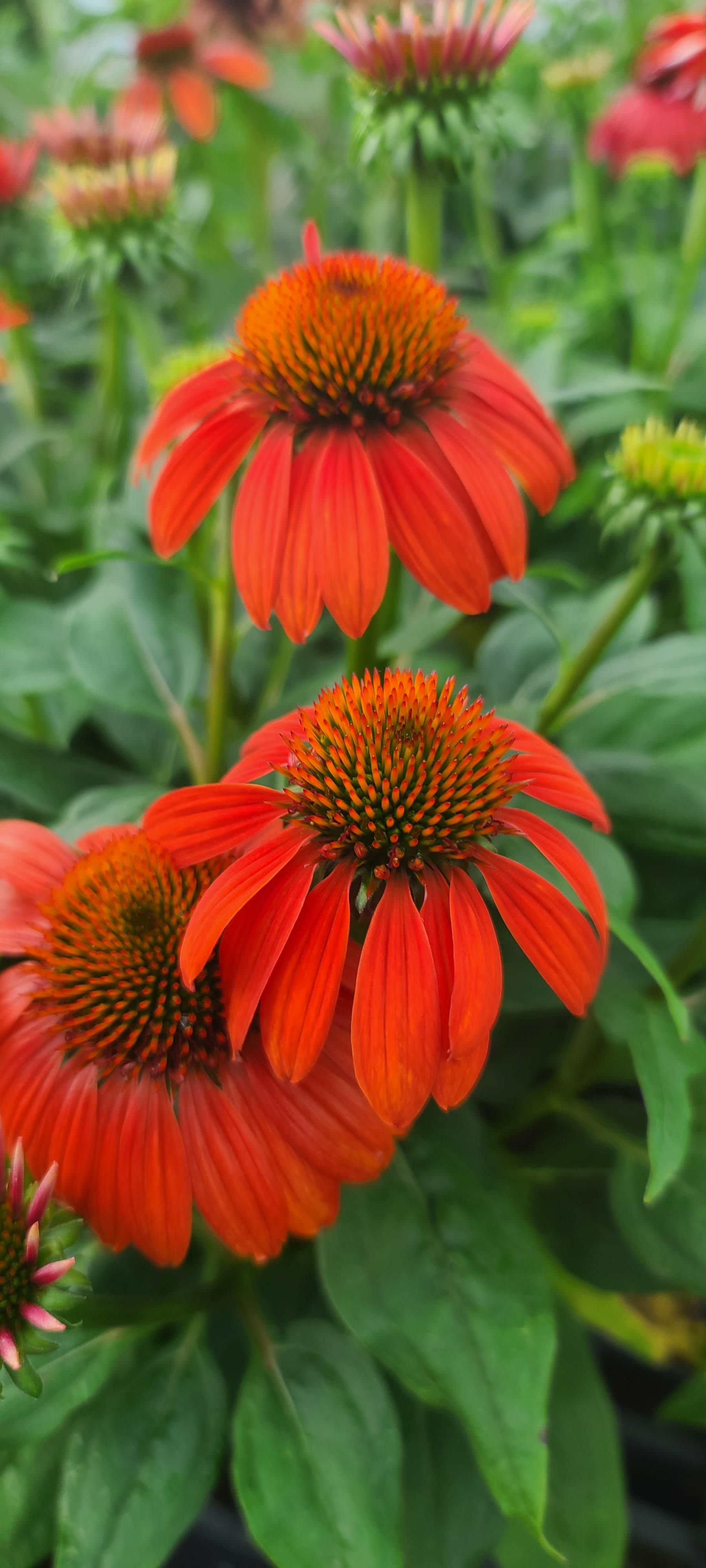 The Greensmith Garden Center Medina
