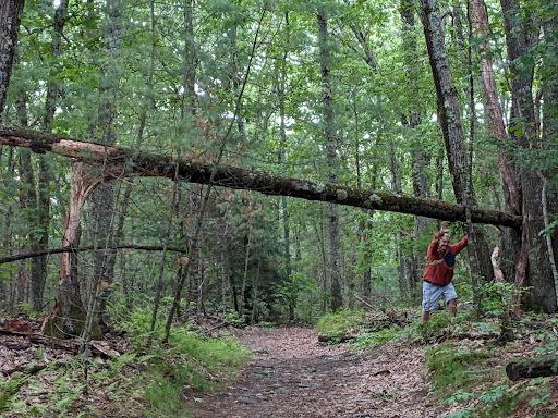 Wildcat Forest
