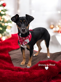 Grooming by Brandi / The Paw Spa photo 7
