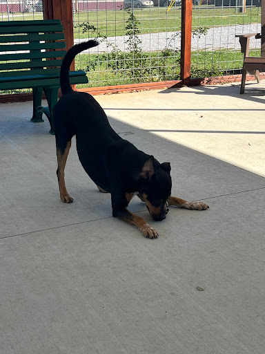 Simpson County Animal Shelter