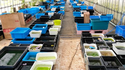 めだか屋らん／メダカ販売