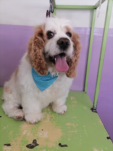 Clínica Veterinaria Abc - Thumbnail