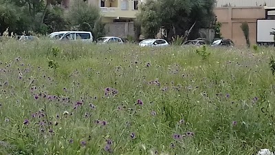 Photos of Blida Cadres