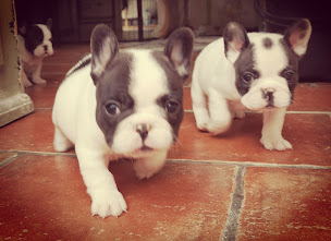 Photo n°25 de Berrybears Éleveur de carlins et bouledogues français à Selles-sur-Nahon (Éleveur de chiens)