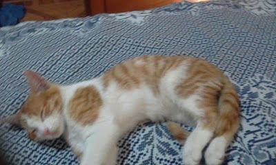 Photos of Manuelita Pets