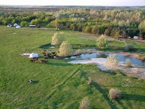 Ópusztaszeri Akhal Teke Ménes