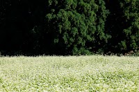 （株）イチカラ畑