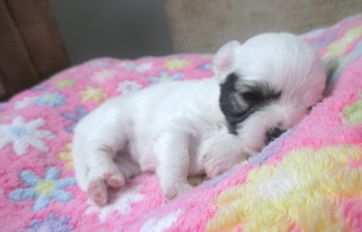 Les Chouchous De Delphine, Elevage famillial de chihuahua Gallery - France