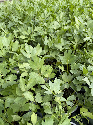 Opinii despre J&B Mokwa ogrodnictwo în Oświęcim - Ogrodnik