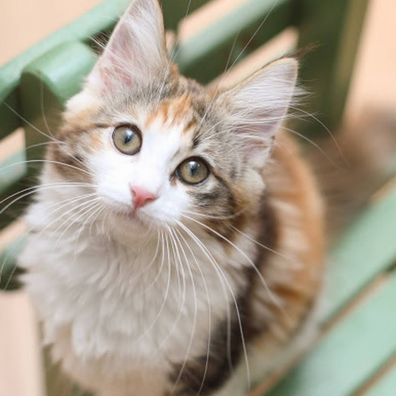 ねこのすみか 茅ヶ崎市元町のカフェ