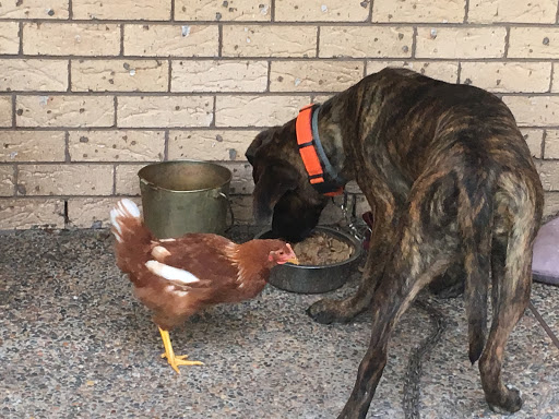 Auramist Lodge Dog Boarding And Cattery Gallery - Australia