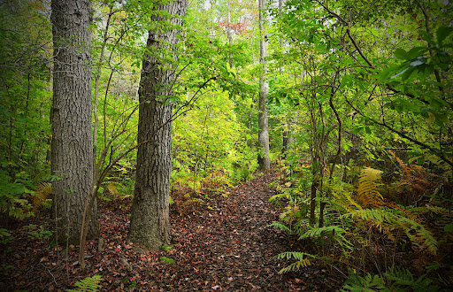 Shu Swamp Nature Preserve Parking, trail access - Thumbnail
