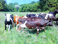O'délices de la croix blanche ROSNOEN à Rosnoën
