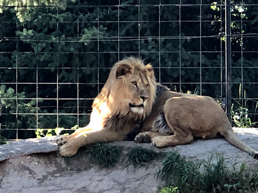 Idaho Falls Zoo at Tautphaus Park - Thumbnail