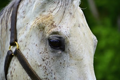 Photos of Boones Farm & Stables