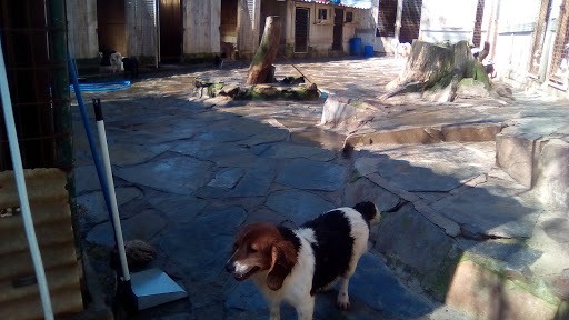 Amigos de los Perros de Carballo - Thumbnail