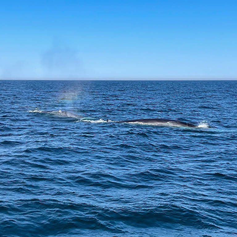 whale watching tour lunenburg