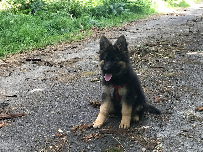 https://www.asdechien.fr/