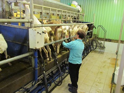 Photos of Konju m&otilde;is