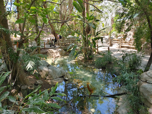 Tropical Rain Forest