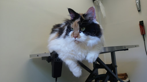 PUUR Katten Kattentrimsalon, Kattencollege, Kattenkunst, Kattengedrag - Thumbnail