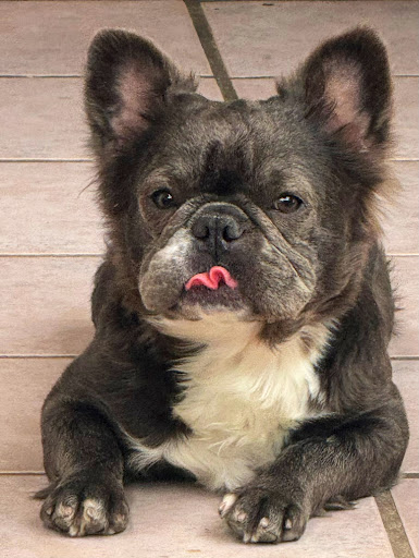 clinica veterinaria animal dogtor´s