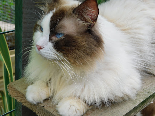 Chatterie Dolmen Paradise : élevage Ragdoll en Ille-et-Vilaine - Haute-Bretagne France - Thumbnail