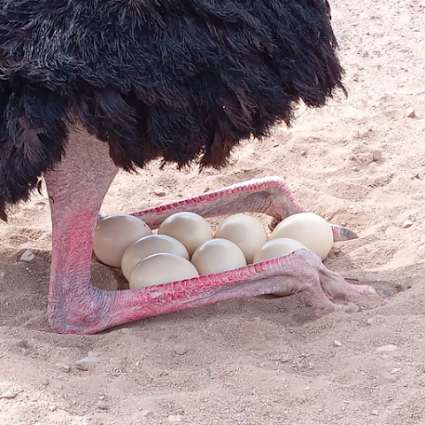 Aruba Ostrich Farm by null