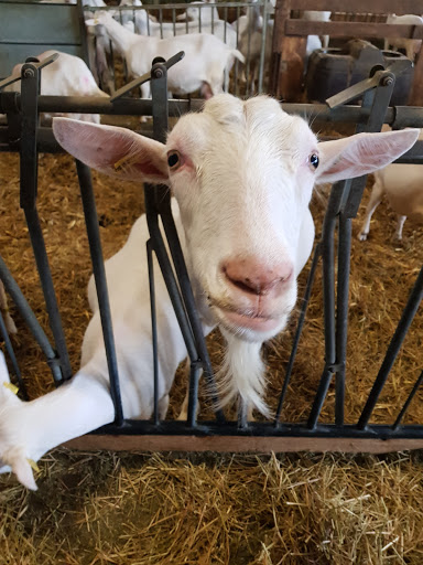 GAEC Entre fure et tour Fromage de chèvre fermier