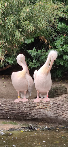 Pelican Walk through - Thumbnail
