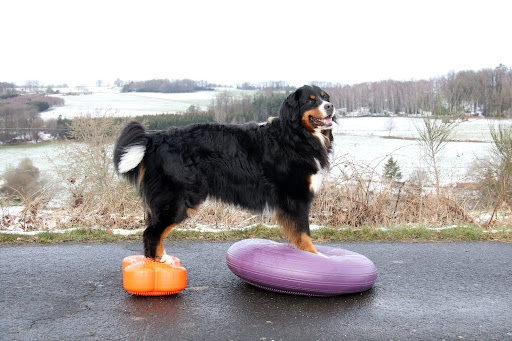 Hundephysio Antje Nübel - Thumbnail