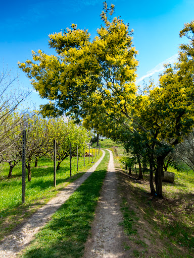 Comune di San Colombano al Lambro - Thumbnail