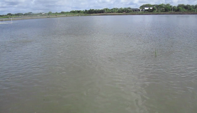 Photos of Shashadanga Tilapia Fish Farm