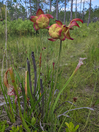 Splinter Hill Bog Preserve - Thumbnail