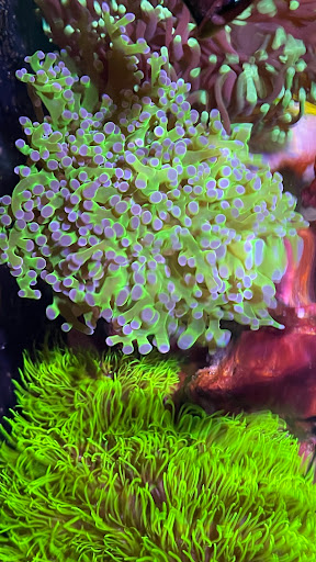 Polyp Box - Visual