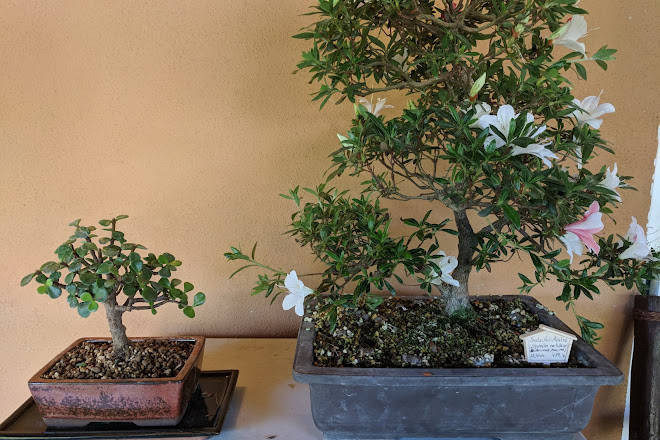 Visit Japanese Bonsai Garden Japanischer Bonsaigarten On Your