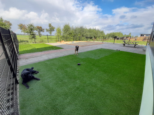 Dogs holiday - Thumbnail