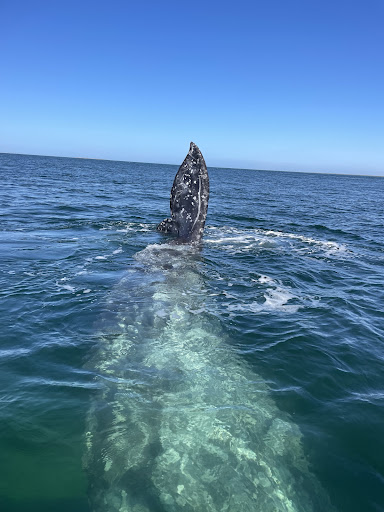 Whale Magic Tours Gallery - Mexico