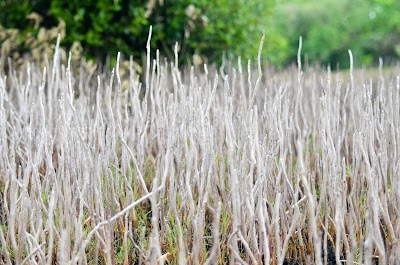 Photos of Kalamatiya Lagoon