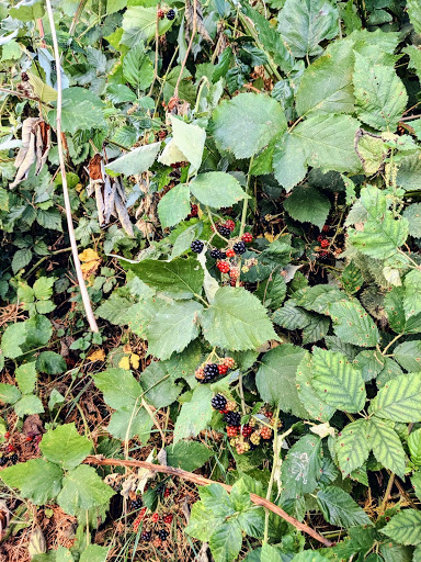 Photo de Camping Étangs du Levant à Bray-sur-Somme (80340)
