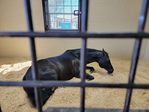 Highpoint Performance Horses - Visual