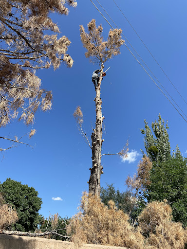 Beavers Tree Services - Visual