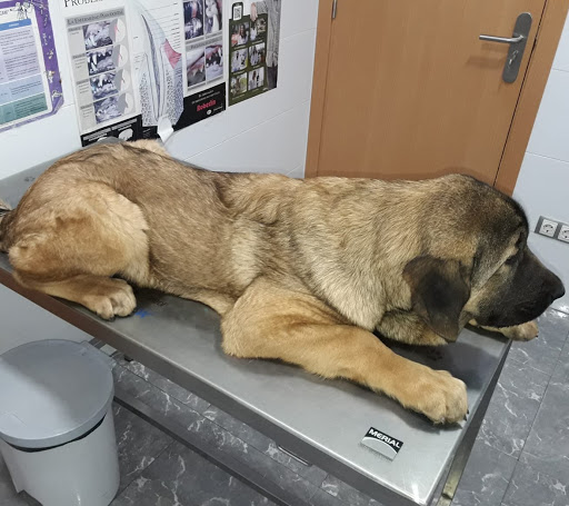 Clínica Veterinaria ROCAFORT