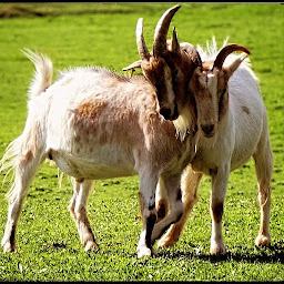 Photo n°41 de FERME PÉDAGOGIQUE LA PRAIRIE DES ANIMAUX Découverte d'animaux insolites à Quézac (Programme de bien-être)