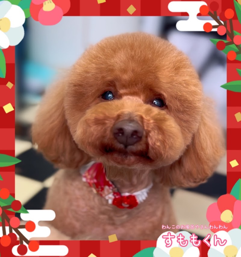 わんこのお風呂やさんわんわん