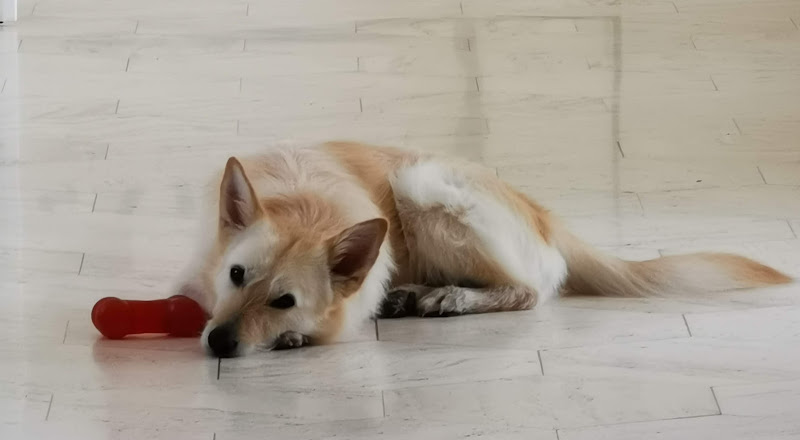 Sascha Heller - Dog and Human Coach - Change your Mind, change your Dog