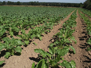 Photo n°3 de SCEA le Roumé à Yzernay (Marché fermier)